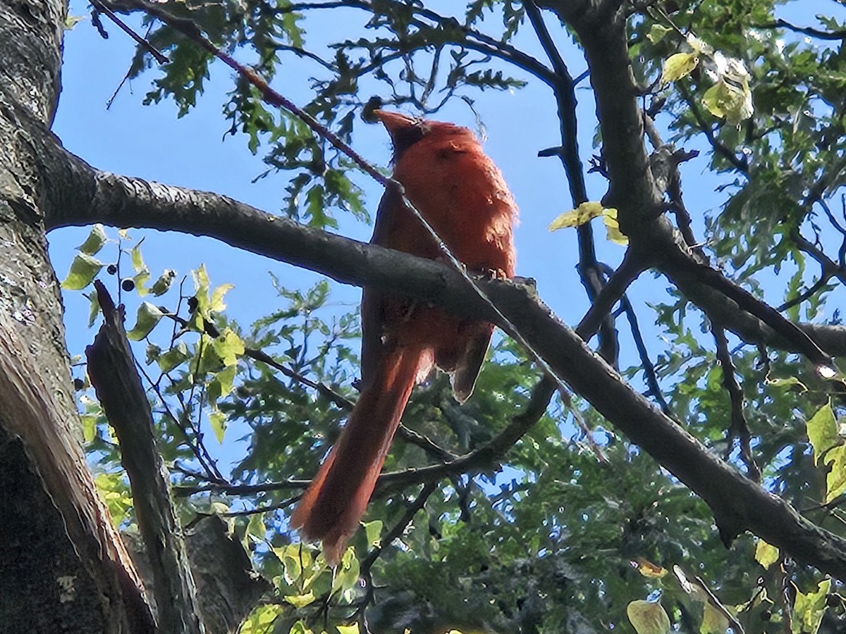 Northern Cardinal - ML642699409