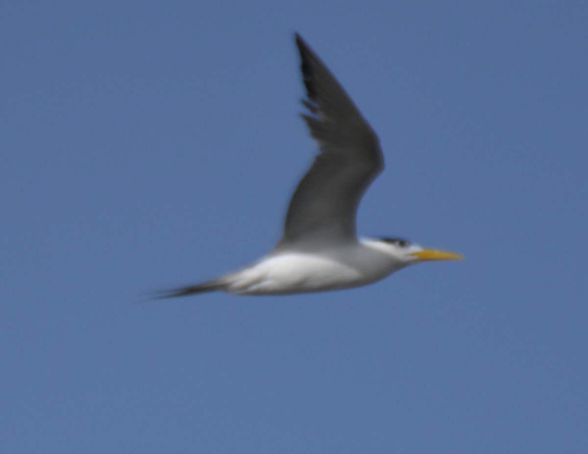 鳳頭燕鷗 - ML642699411