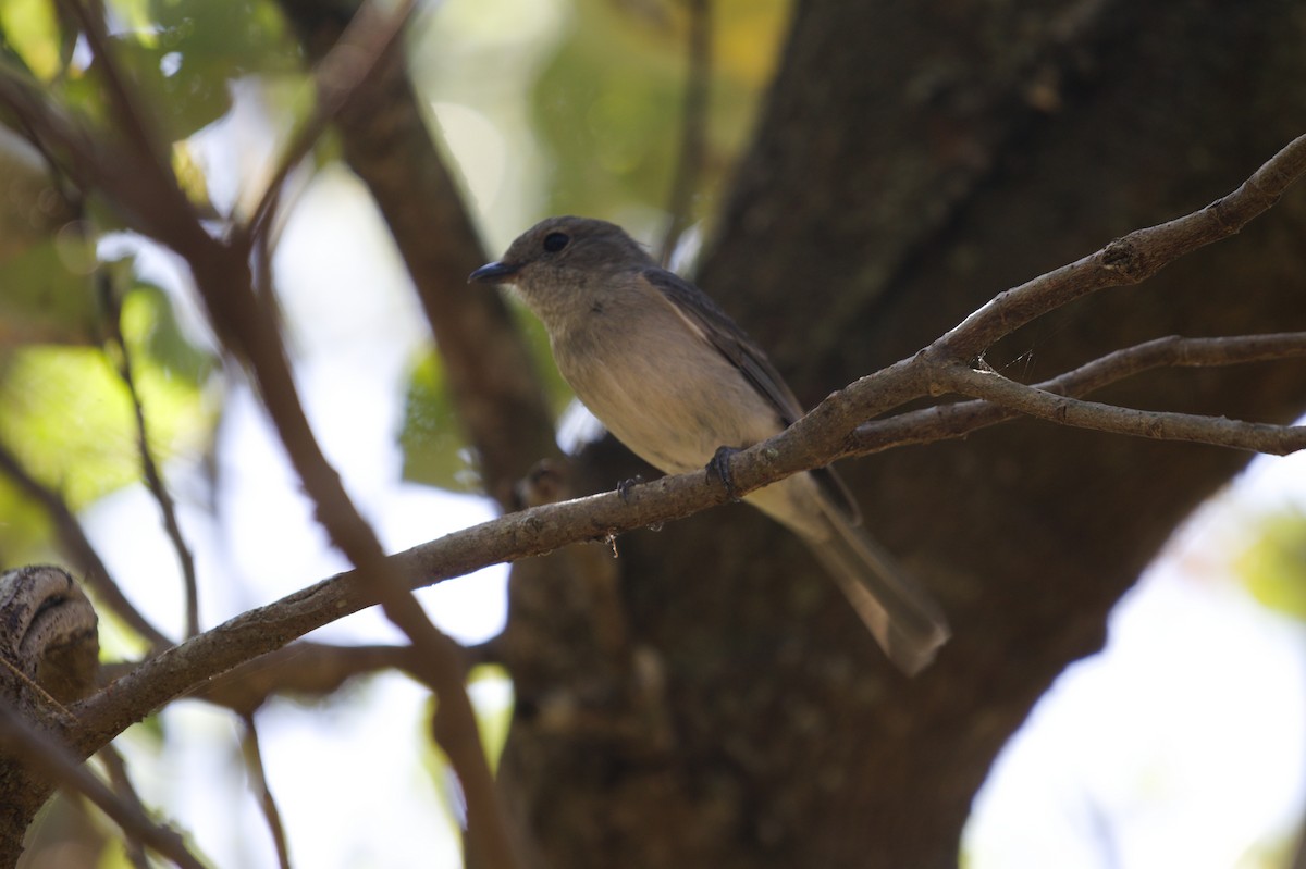 Golden Whistler - ML642699418