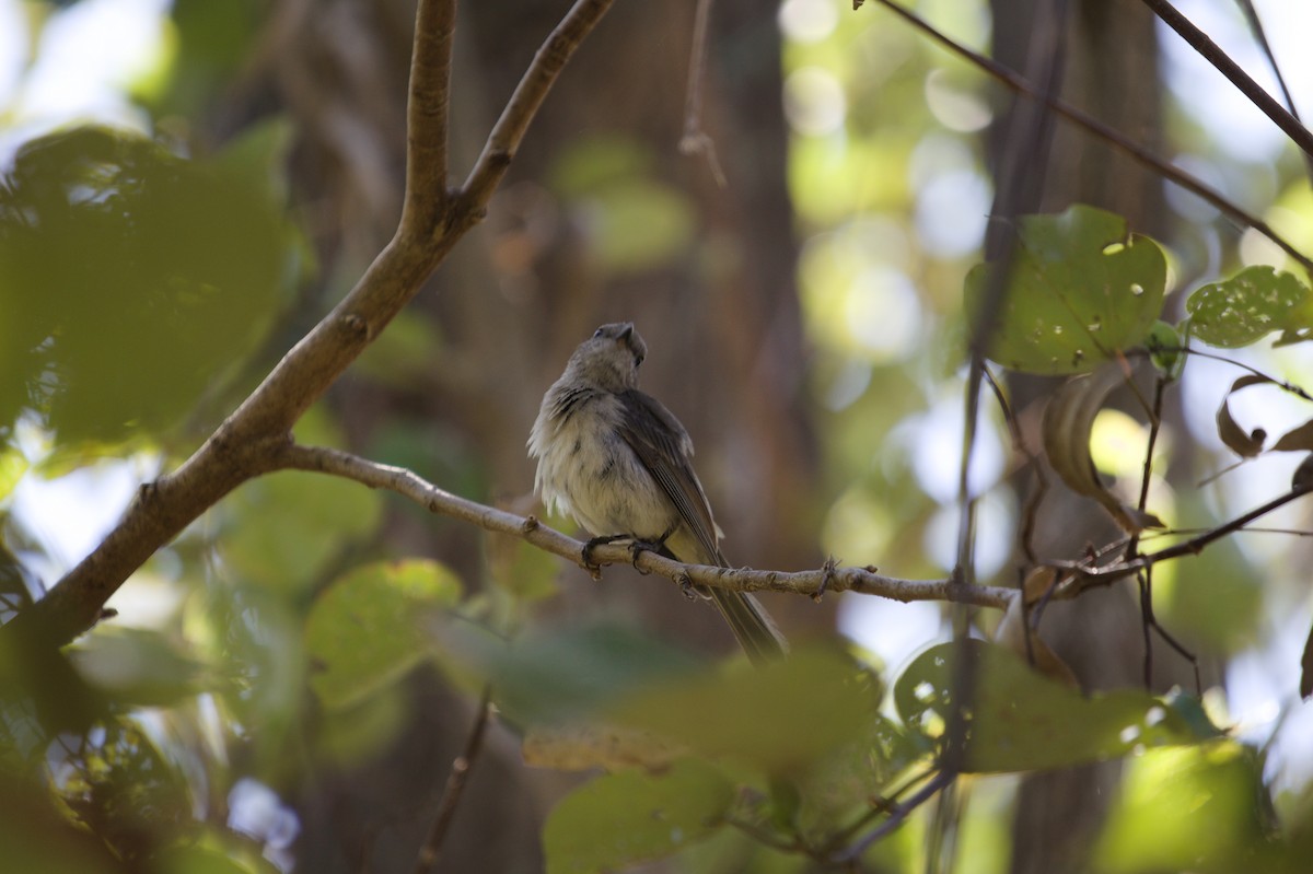 Golden Whistler - ML642699419