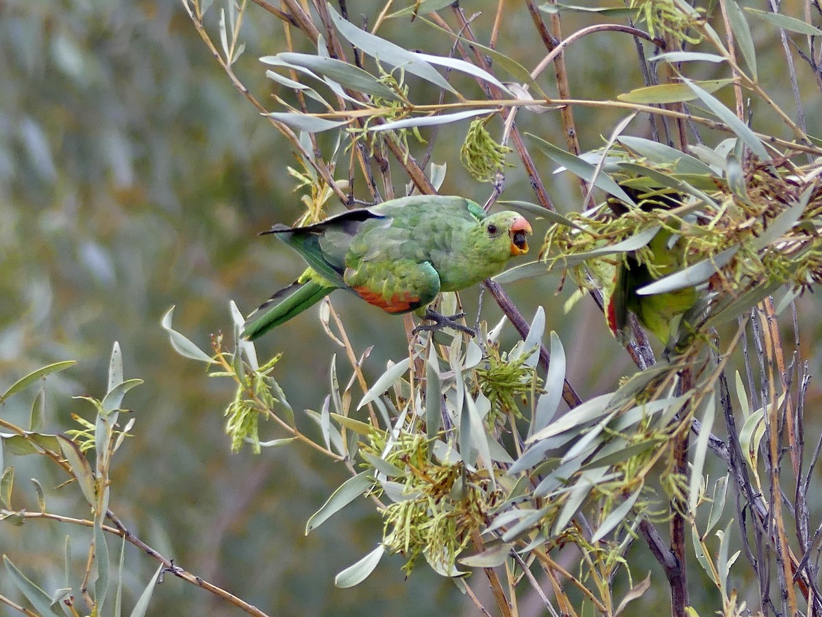 Red-winged Parrot - ML642699452