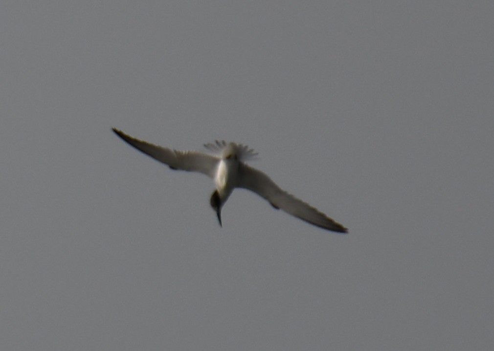 Little Tern - ML642699456