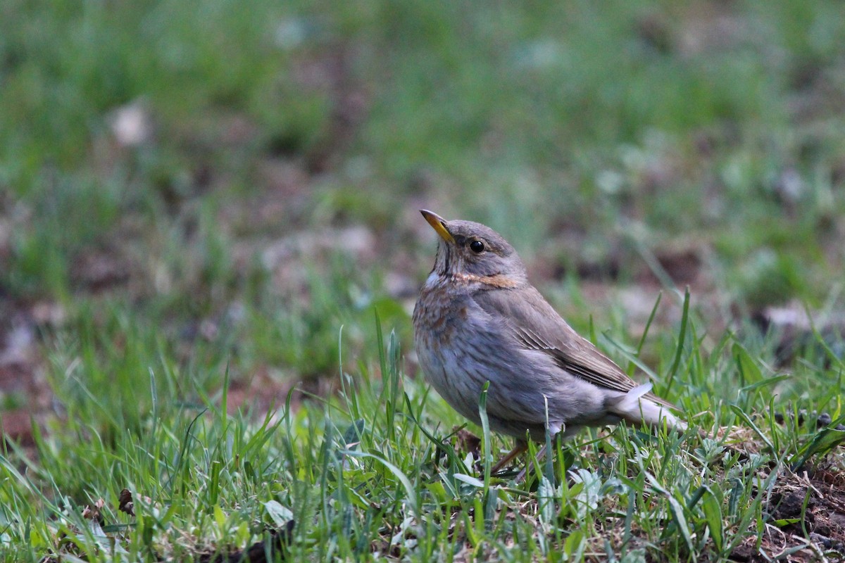 Grive à gorge rousse - ML642699461