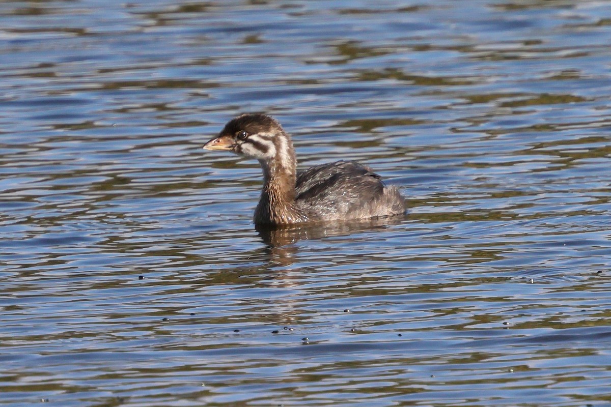 Pied-billed Grebe - ML642699464