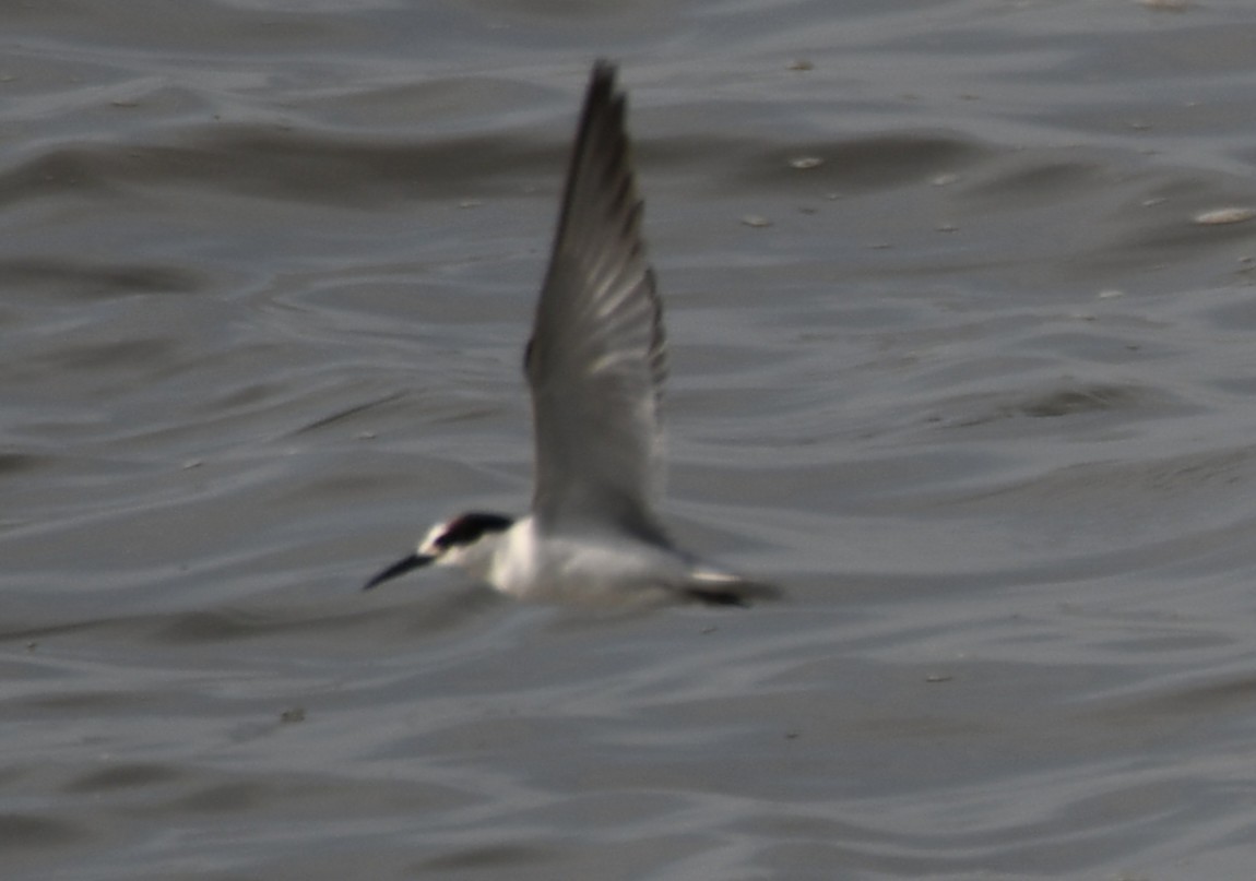 Little Tern - ML642699466