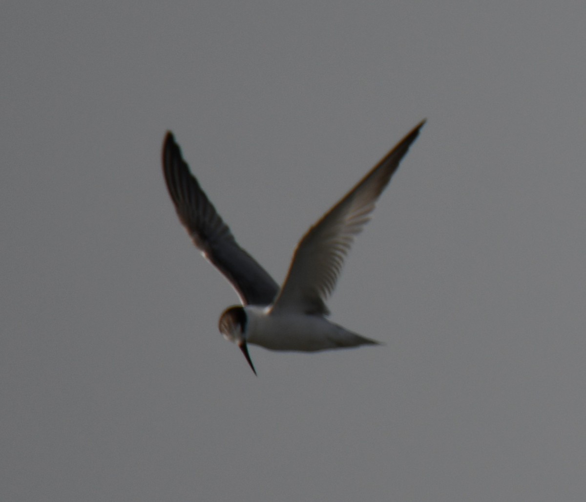 Little Tern - ML642699469