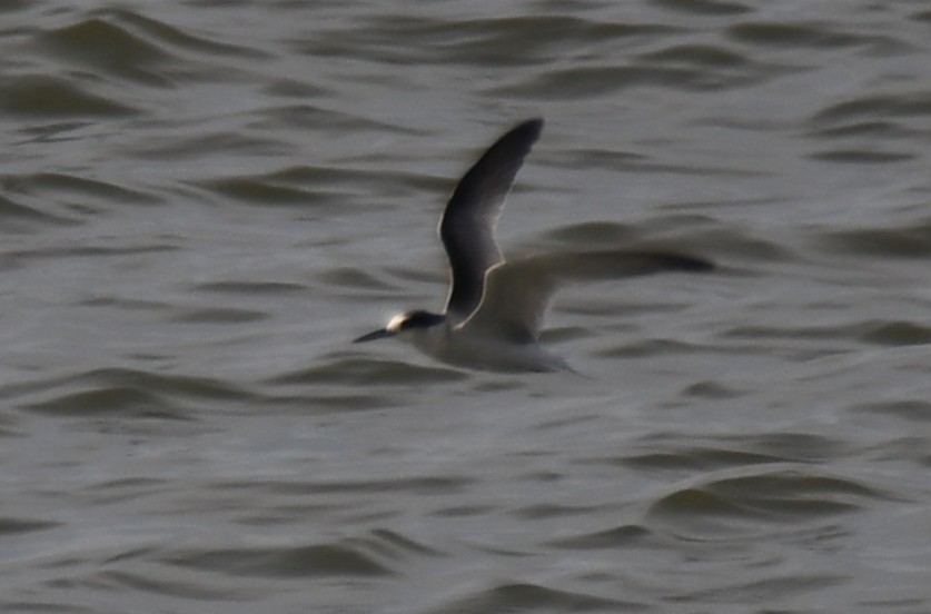 Little Tern - ML642699471