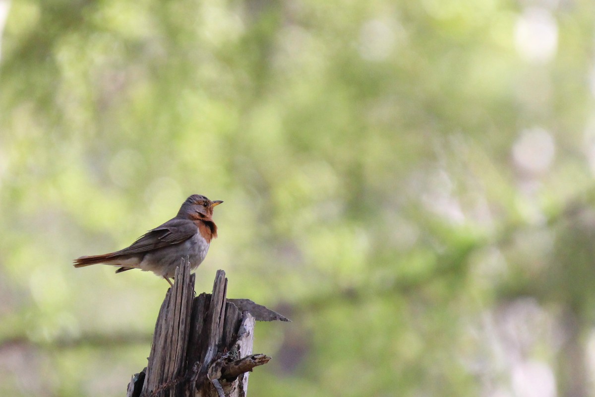 Grive à gorge rousse - ML642699472