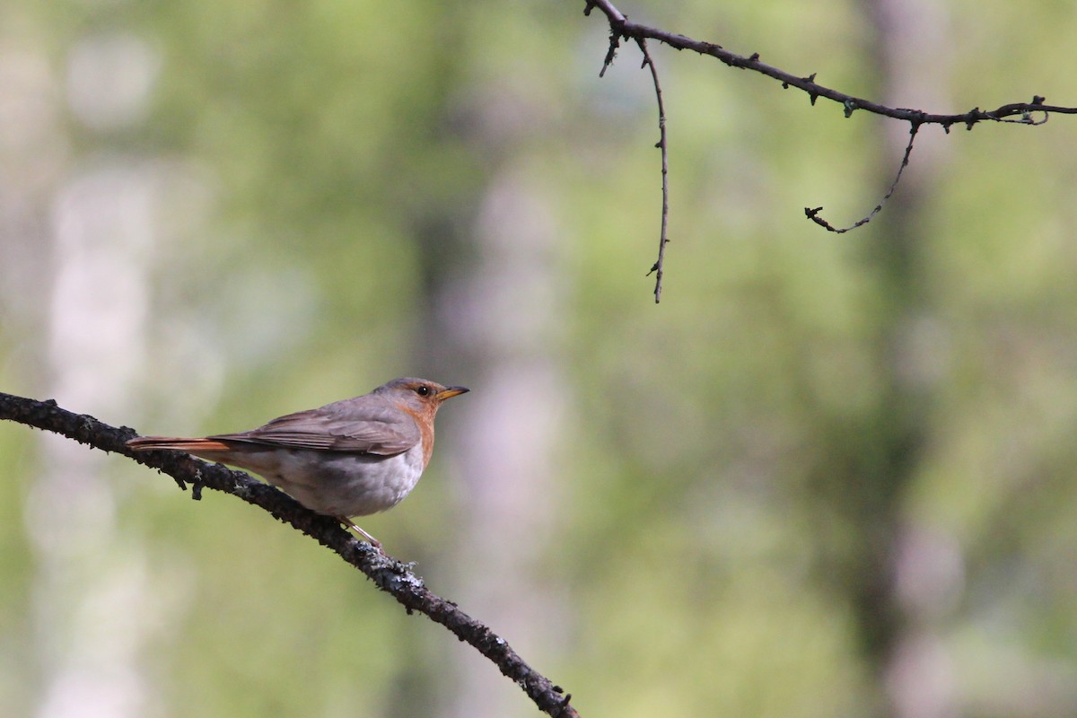 Grive à gorge rousse - ML642699473
