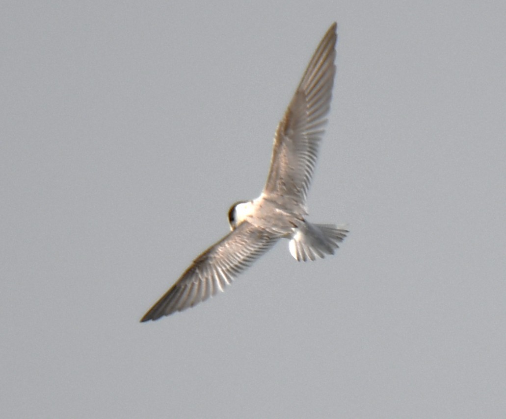 Little Tern - ML642699474