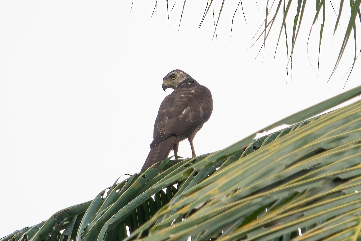 Moluccan Goshawk - ML642699475