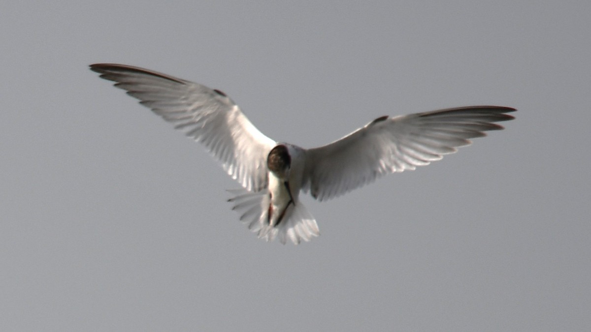 Little Tern - ML642699478