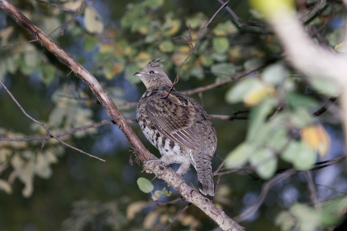 Ruffed Grouse - ML642699485