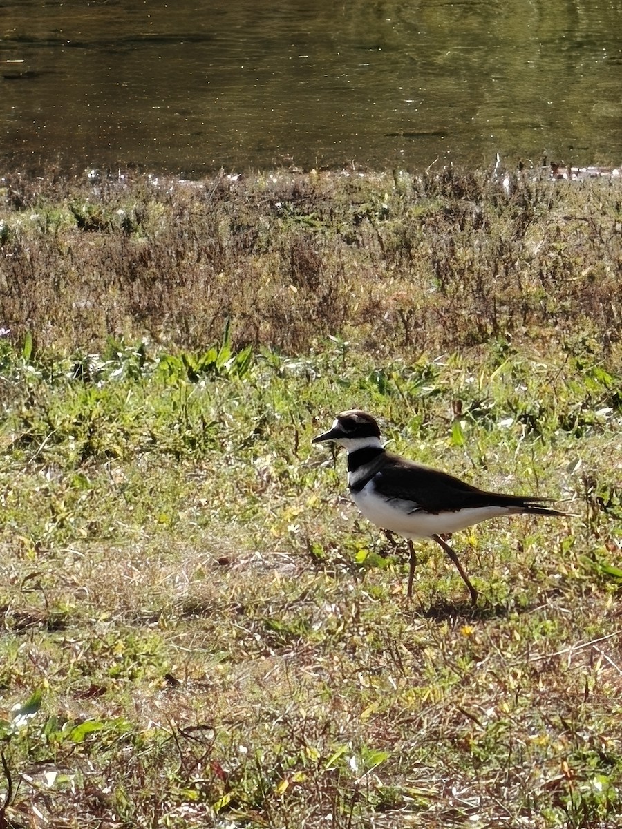 Killdeer - ML642699495