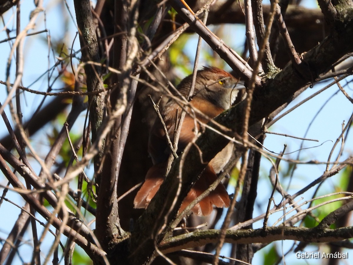 Greater Thornbird - ML642699500