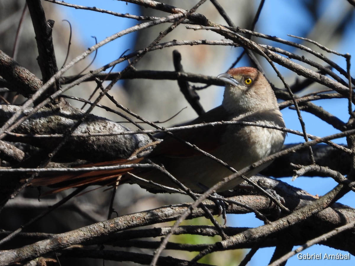 Greater Thornbird - ML642699501
