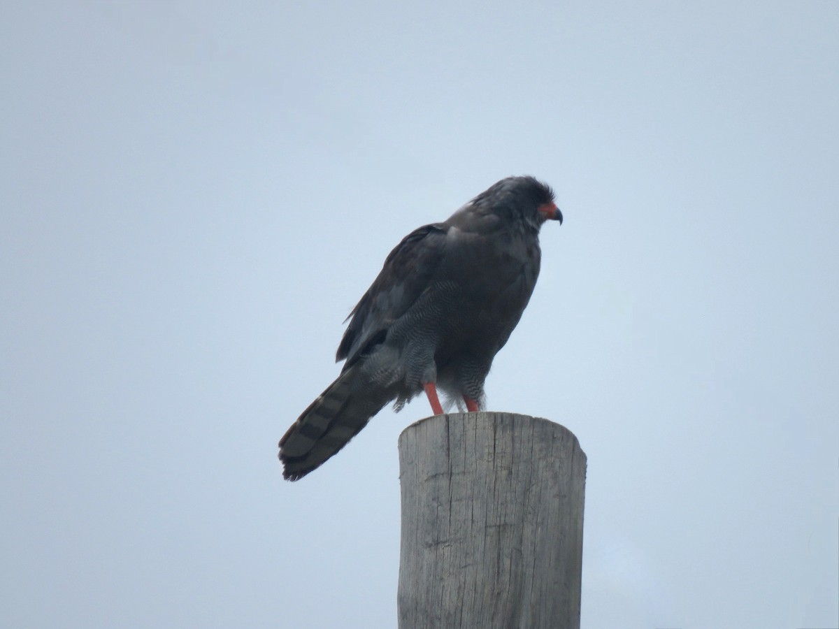 Dark Chanting-Goshawk - ML642699505