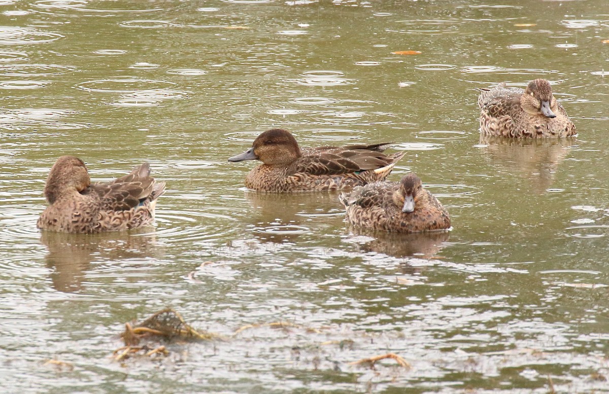 Green-winged Teal (American) - ML642699509