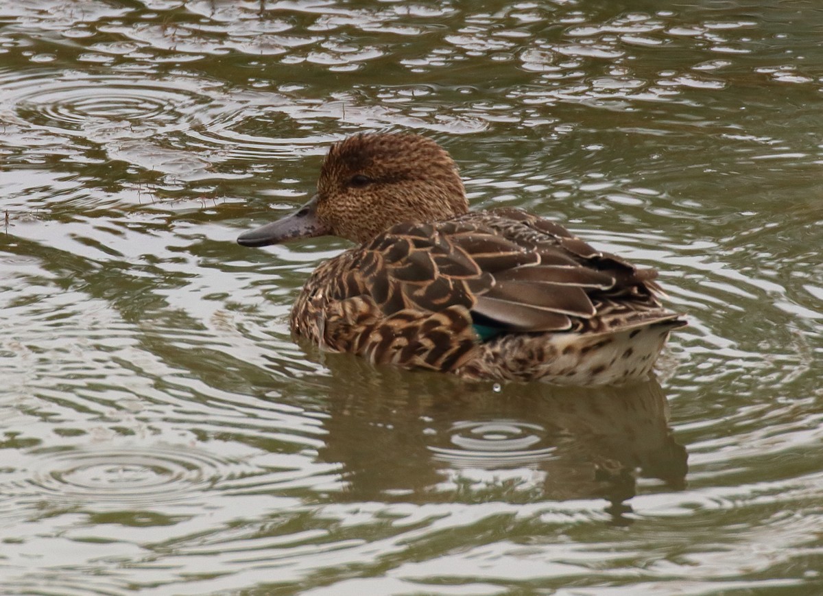 Green-winged Teal (American) - ML642699512