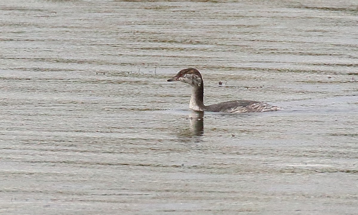 Horned Grebe - ML642699522