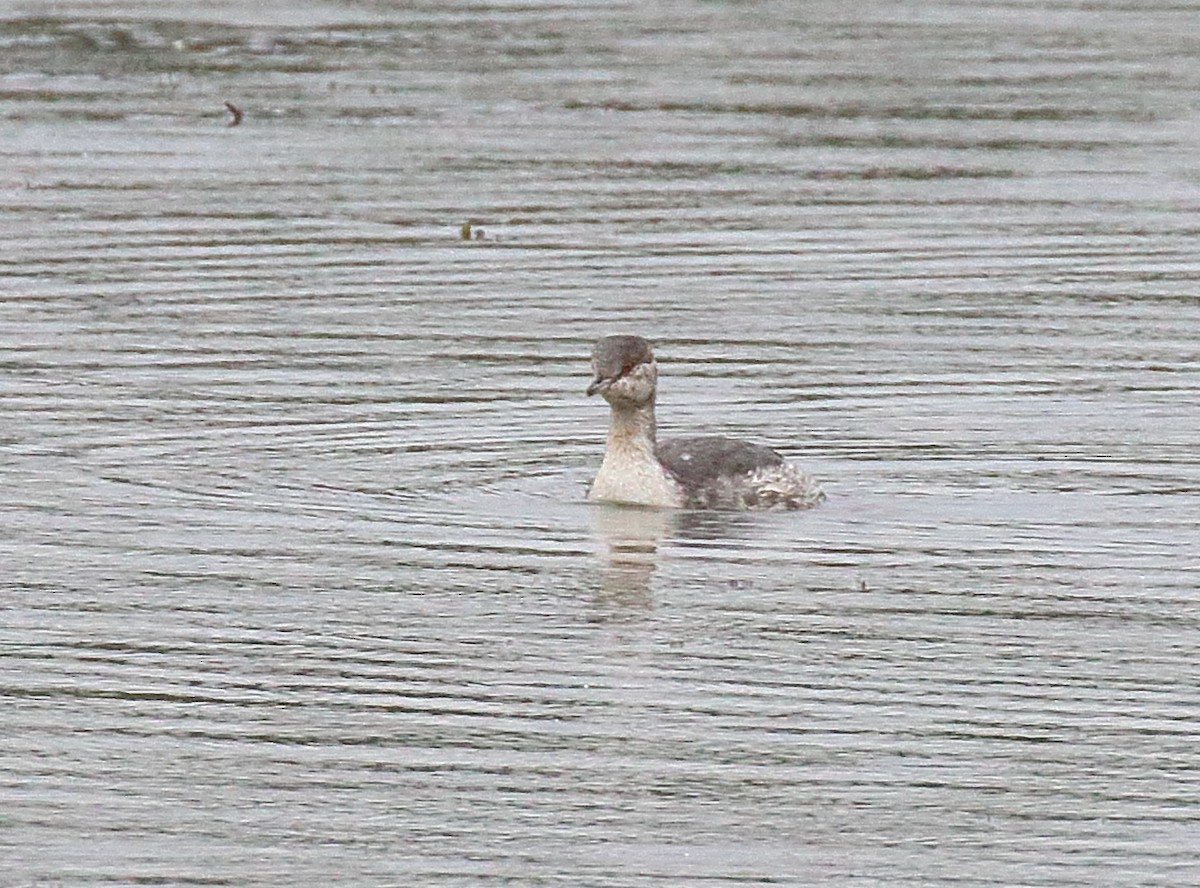 Horned Grebe - ML642699527