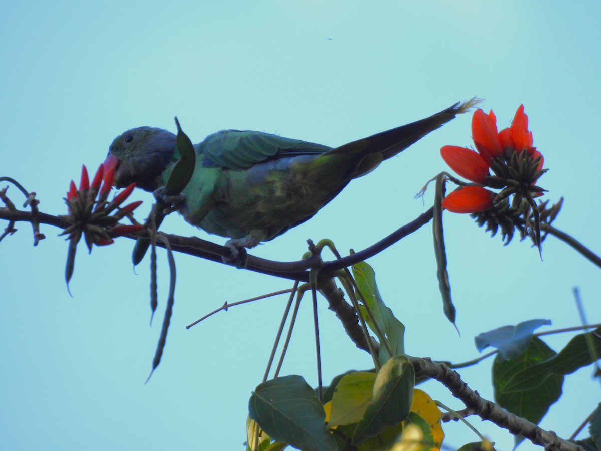 Layard's Parakeet - ML642699530