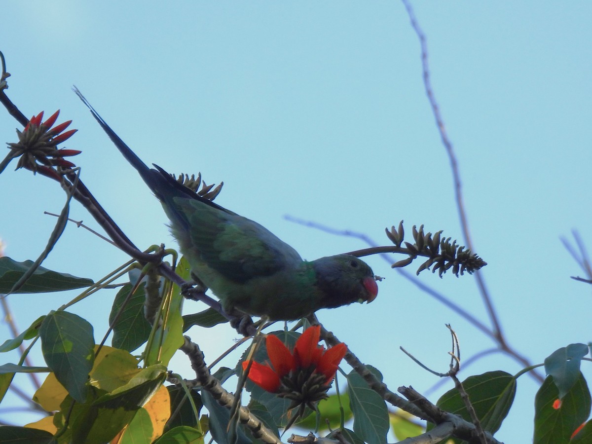 Layard's Parakeet - ML642699531