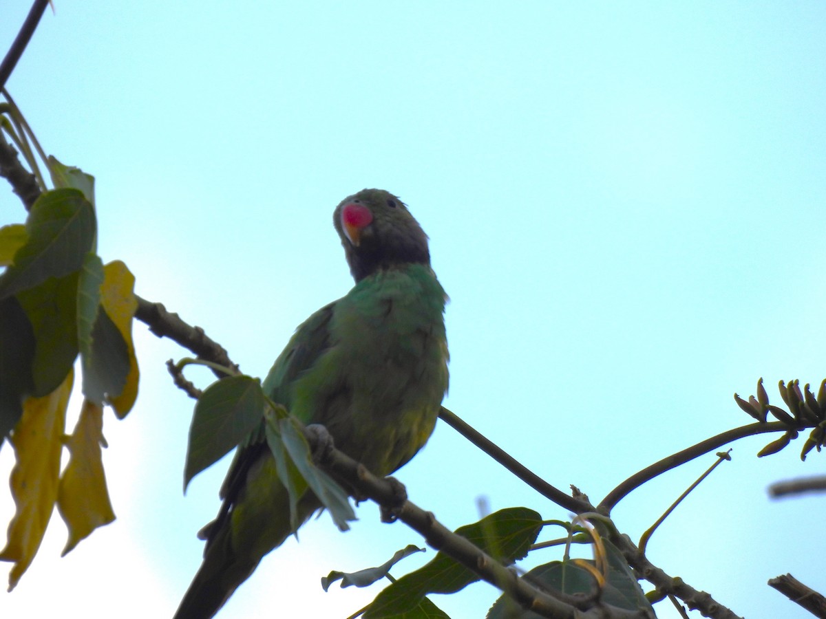 Layard's Parakeet - ML642699532