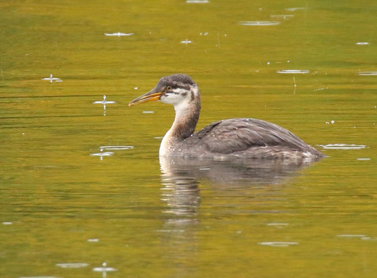 Red-necked Grebe - ML642699538