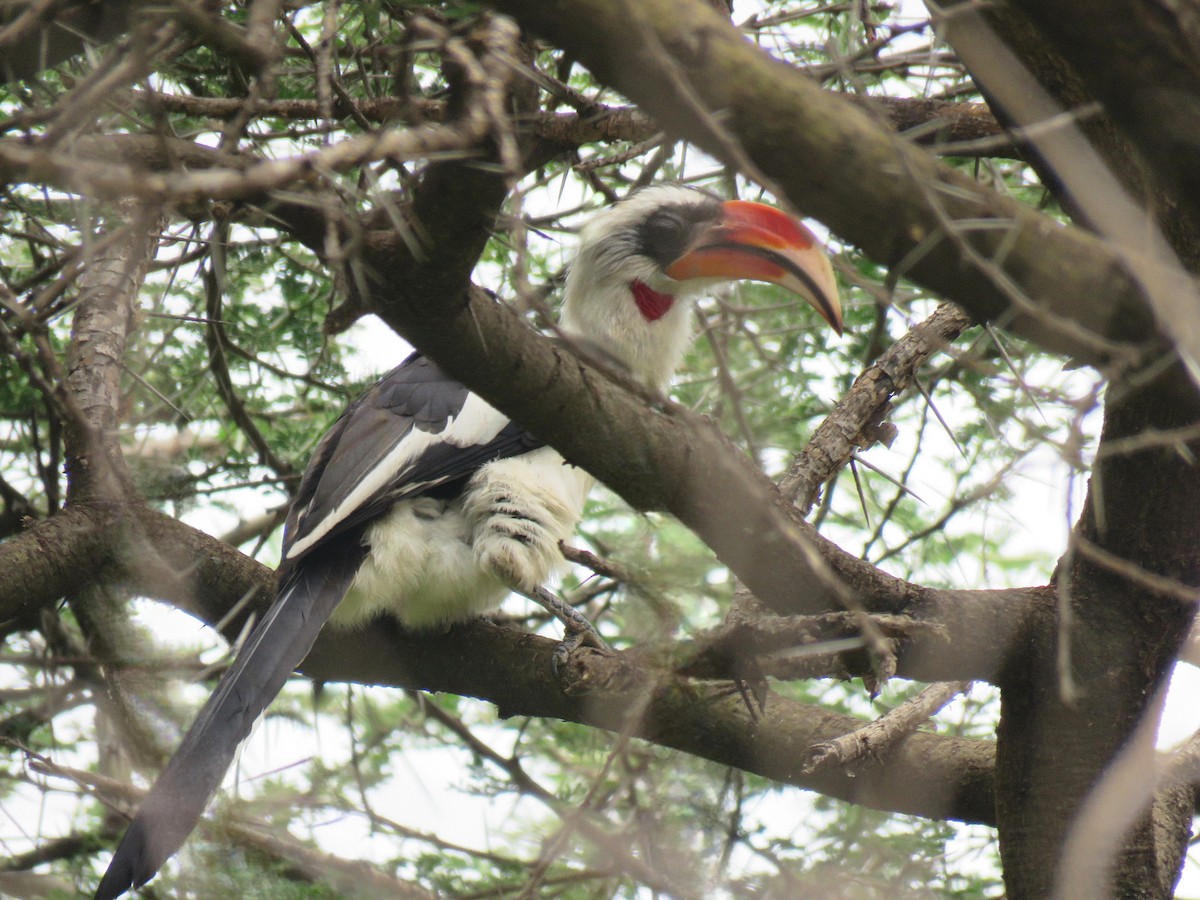 Von der Decken's Hornbill - ML642699549