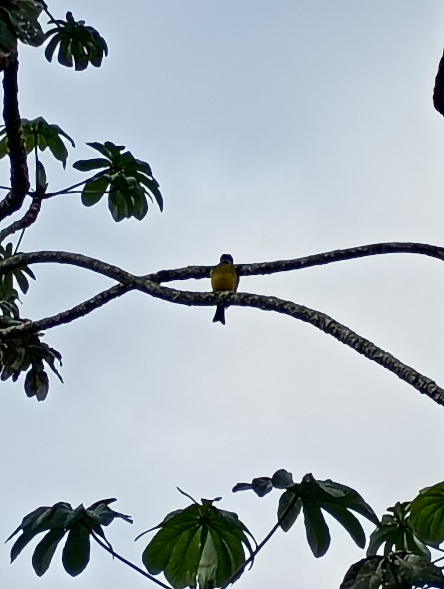 Tropical Kingbird - ML642699551