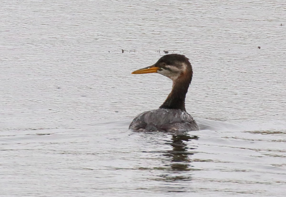 Red-necked Grebe - ML642699552