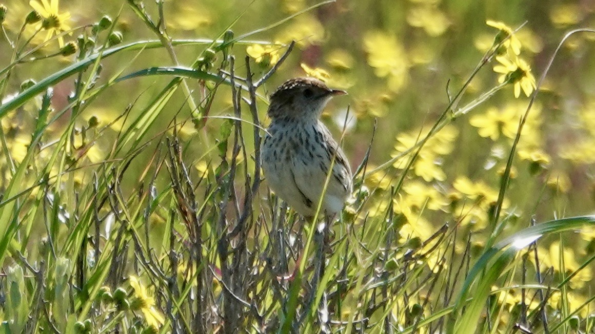 Cloud Cisticola - ML642699575