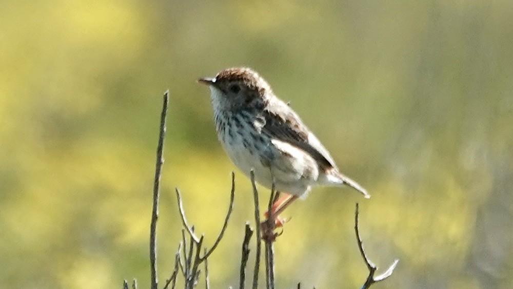 Cloud Cisticola - ML642699576
