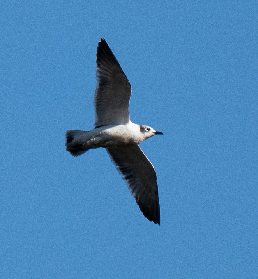 Franklin's Gull - ML642699578