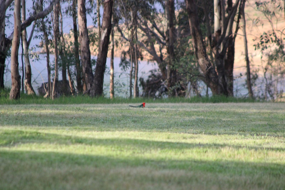 Australian King-Parrot - ML642699579