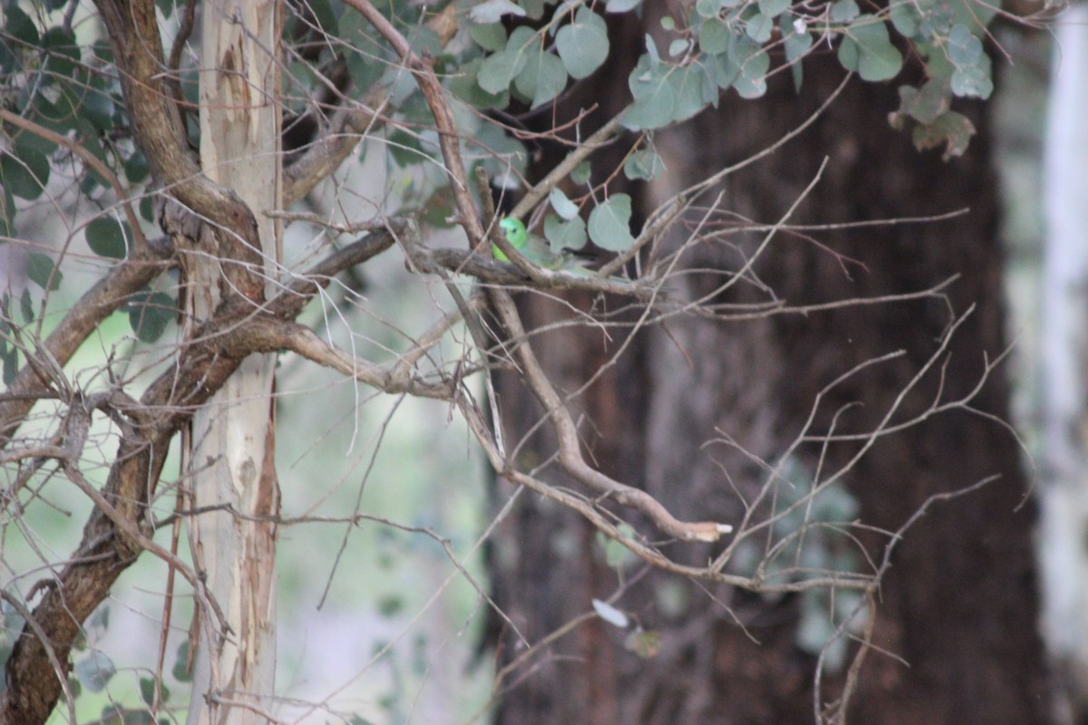 Red-rumped Parrot - ML642699582
