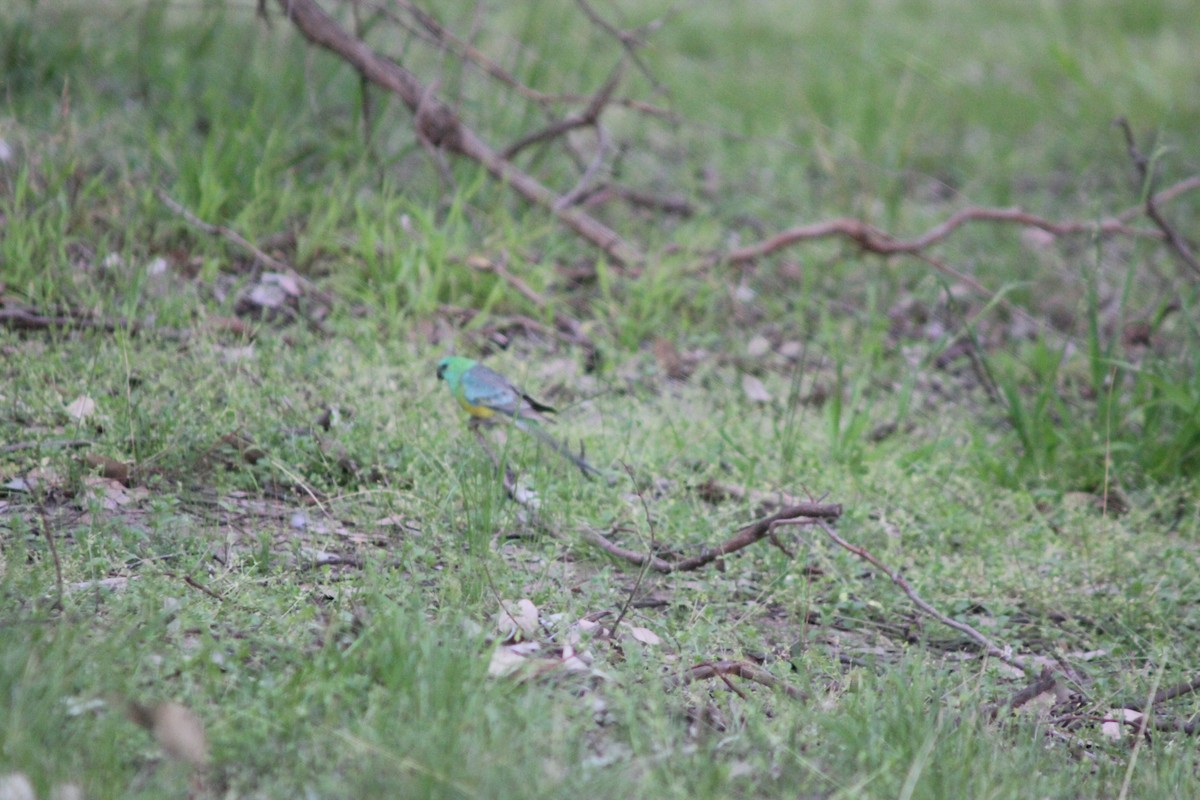 Red-rumped Parrot - ML642699583