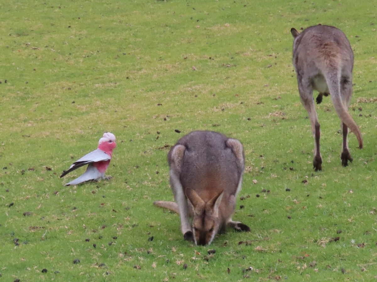 Galah - ML642699584