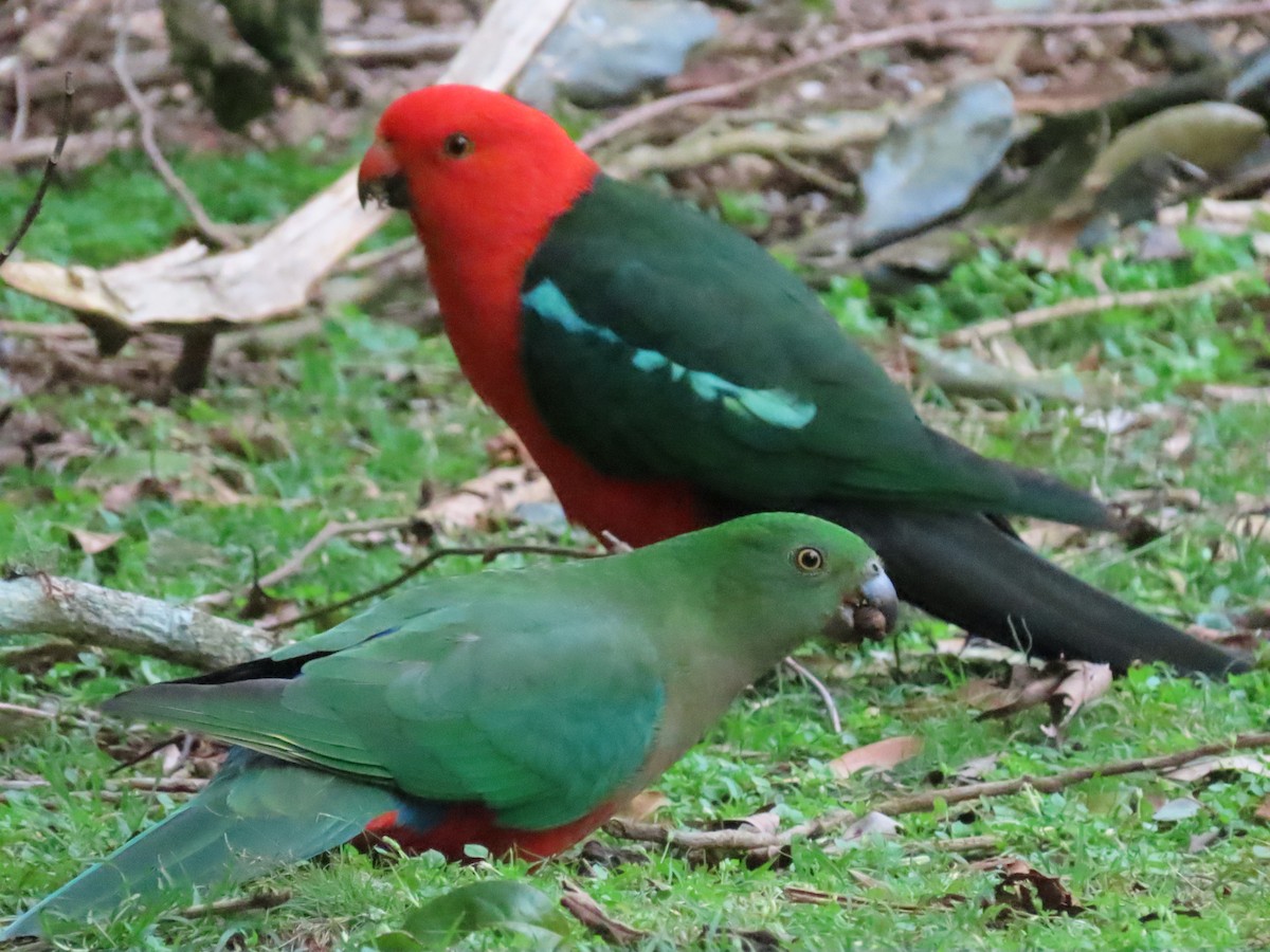 Australian King-Parrot - ML642699596
