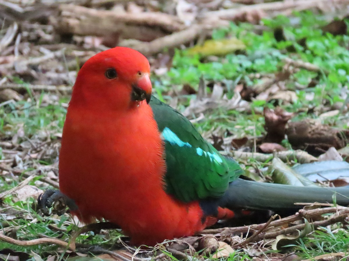 Australian King-Parrot - ML642699597