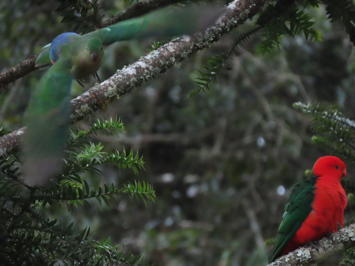 Australian King-Parrot - ML642699600