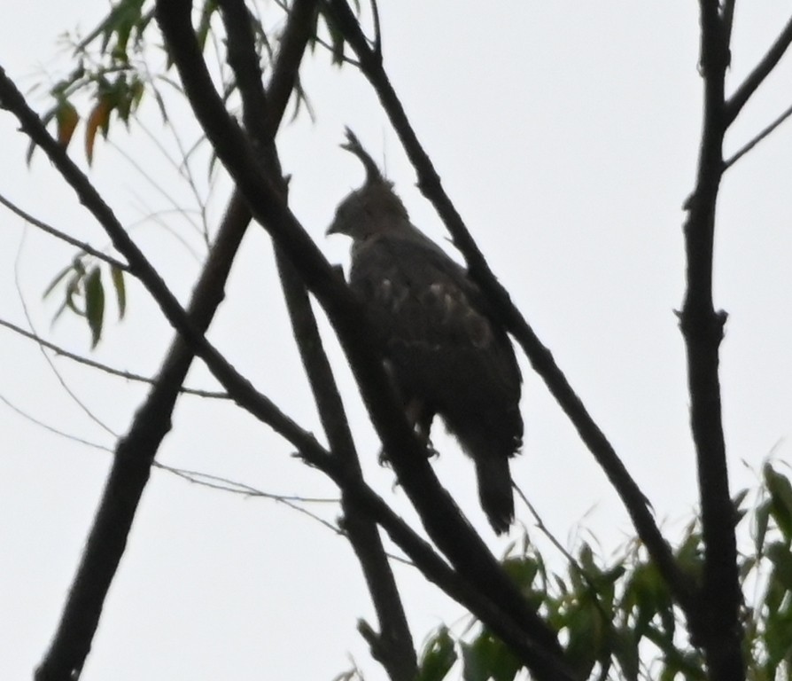 Changeable Hawk-Eagle (Crested) - ML642699601