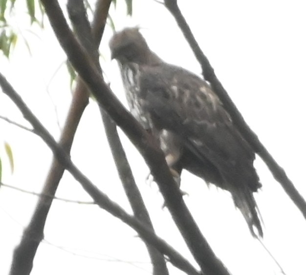Changeable Hawk-Eagle (Crested) - ML642699602