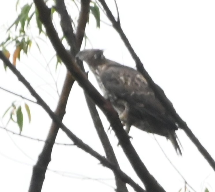 Changeable Hawk-Eagle (Crested) - ML642699603