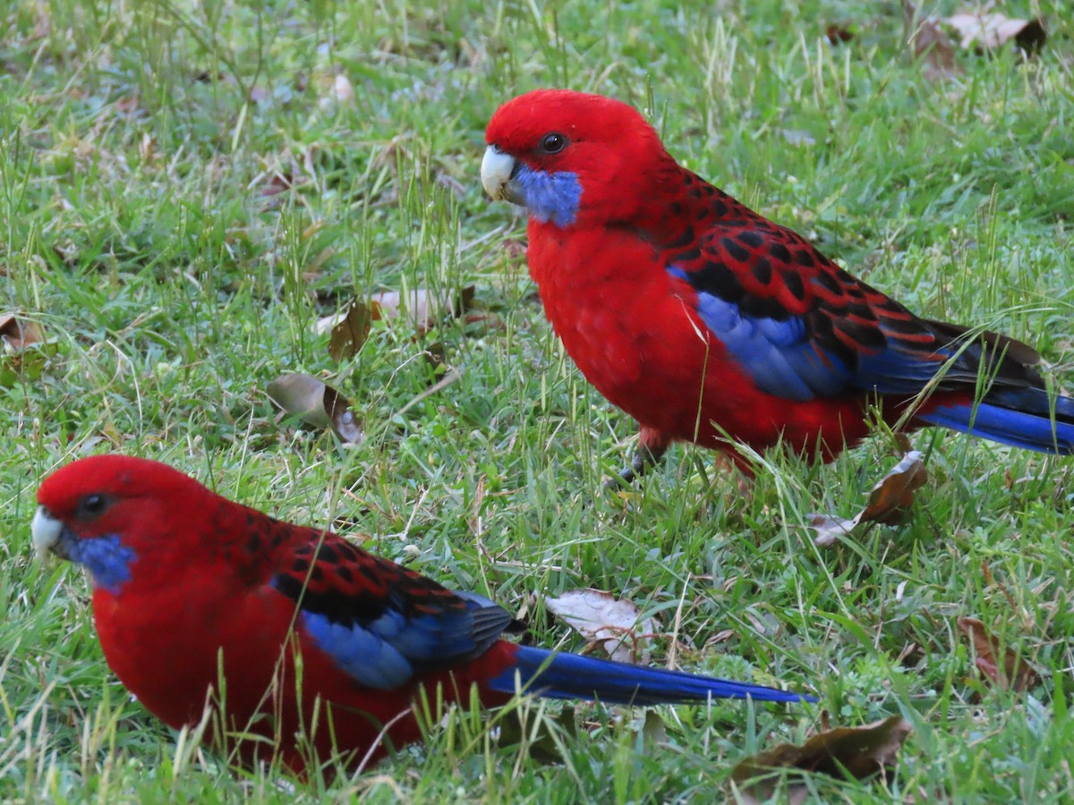 Crimson Rosella - ML642699615