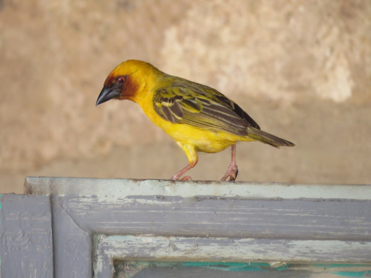 Rüppell's Weaver - ML642699616