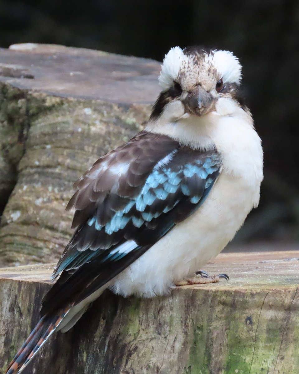 Laughing Kookaburra - ML642699626