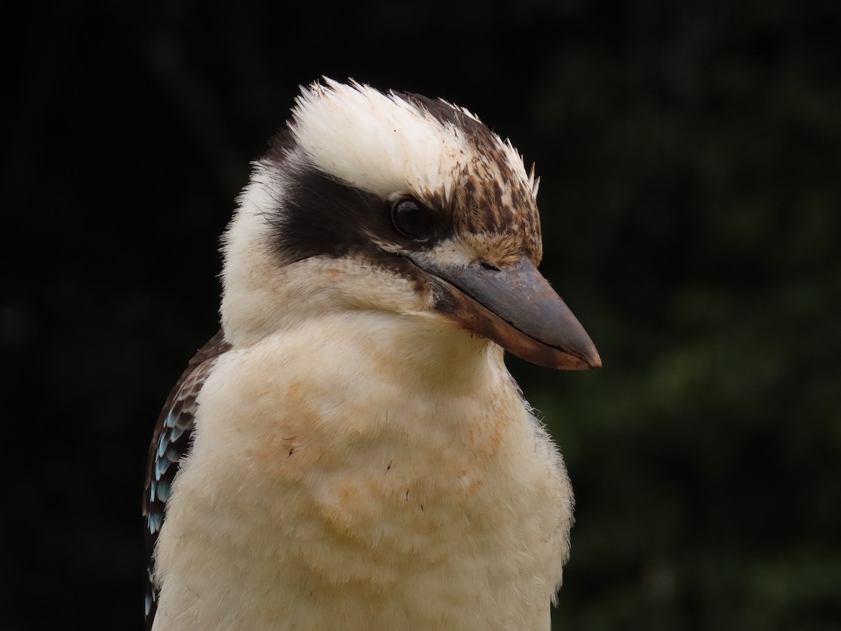 Laughing Kookaburra - ML642699627