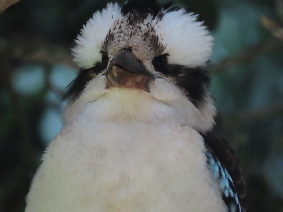 Laughing Kookaburra - ML642699628